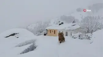 Keçilerin zorlu kış şartlarında karın doyurma mücadelesi