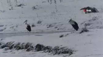 Bu leylekler 'Karslı'