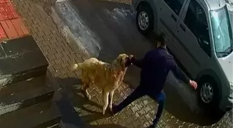 Sokak köpeğinin saldırısına uğrayan adam yumruk darbeleriyle kurtulabildi