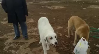 Veteriner ve eşi, beslediği sokak köpeğini tüfekle vurulmuş halde buldu