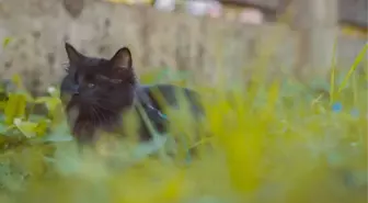 Altı yıl önce kaybolan kedi, iki sokak ötede kör bir şekilde bulundu