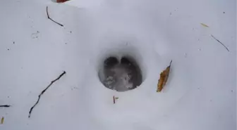 Ayak izleri takip edildi, yem bırakıldı