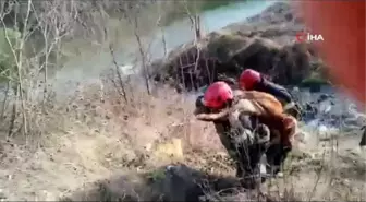 Son dakika: Çamura saplanan buzağıyı sırtında taşıyarak kurtardı