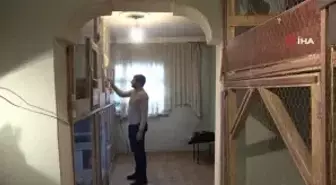 Çok sevdiği tavukları için müstakil ev kiraladı