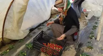 Çilek hasadı buruk başladı