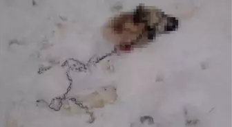 Kayseri'de mahalleye inen kurtlar, Kangal köpeğini yedi