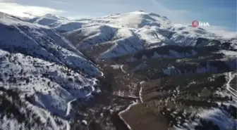 Yaylada otlayan yılkı atları böyle görüntülendi