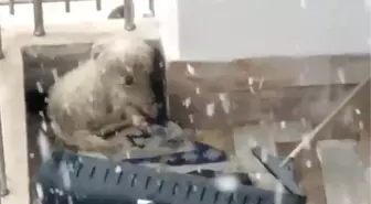 Kar altında balkonda beslenen köpeği şarkıcı Yeliz sahiplendi
