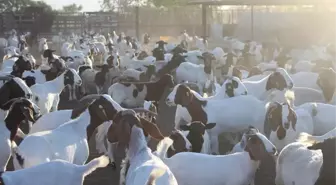 Keçilerini Zoom'dan vatandaşlara izleten çiftçi, şimdi paraya para demiyor