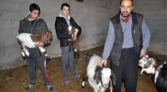 Osmaniye'de çift cinsiyetli ikiz oğlak doğdu