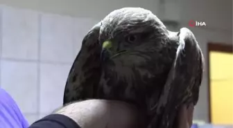 Yaralı şahin tedavi altına alındı