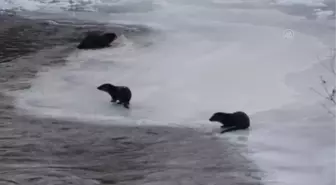 Yiyecek bulmakta güçlük çeken su samurları donmayan sularda boy gösteriyor