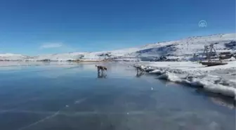 Balık Gölü'nün buzla kaplı yüzeyinde oyun oynayan köpekler izleyenleri gülümsetti