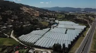 Kolombiya'da Sevgililer Günü öncesi çiçek üretimi
