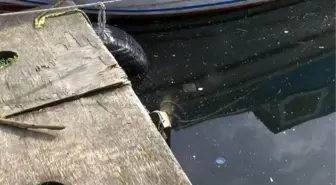 Küçükçekmece Gölü'nde iple bağlanmış halde köpek cesedi bulundu