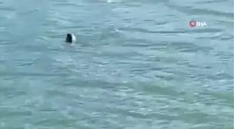 Nesli tükenme tehlikesi altında olan Su Samuru, Burdur'da görüntülendi