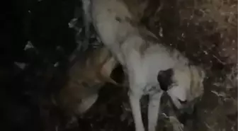 Son dakika haber: Nevşehir'de ayakları bağlanmış 9 sokak köpeği ölü bulundu