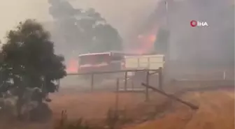 Son dakika haberi! - Avustralya'daki orman yangınları kontrol altına alınamıyor- 9 bin hektardan fazla alan küle döndü, 71 ev yandı