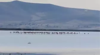 Seyfe Gölü Kuş Cenneti, yağışların ardından flamingo, ördek ve angutlarla şenlendi