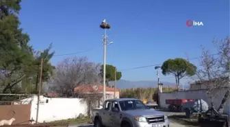 Aydın'a bu yılın ilk leyleği geldi