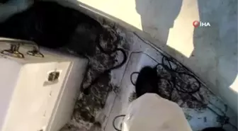 Baraja düşen köpeği Tarım ve Orman Müdürlüğü ekipleri kurtardı