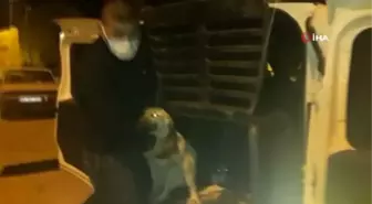 Yaralı köpekler özel izinle İstanbul'a tedavi için götürüldü