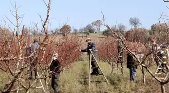 Yasaktan muaf çiftçiler, şeftali bahçelerinde budama işlemine başladı