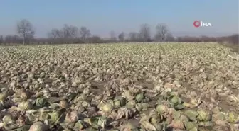 Üreticiler ürünlerde tarladan markete gidene kadar yaşanan artıştan şikayetçi