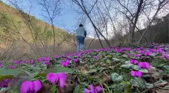 Batı Karadeniz yaylaları 'yalancı bahar' ile renk cümbüşü yaşıyor