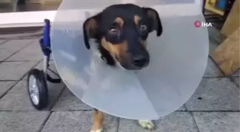 Canice bacakları kesilen köpeğe yürüteç takıldı