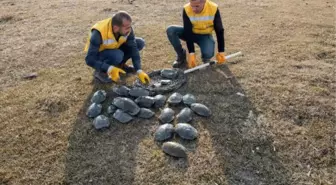 Dere ıslah çalışmasında fark edilen su kaplumbağaları, sulak alana taşındı