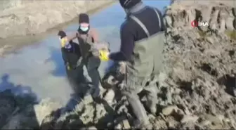 Islah edilen deredeki onlarca su kaplumbağası sulak alana taşındı