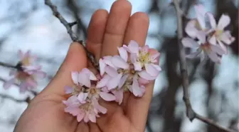 Fotoğraf sanatçılarına renkli kareler veren yalancı bahar, çiftçiyi tedirgin etti