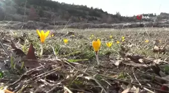 Kütahya Frig Vadisi'nde çiğdemler kış mevsiminde çiçek açtı