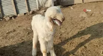 Ağzı kulağına kadar açık kuzu doğdu, biberonla beslenmeye başladı