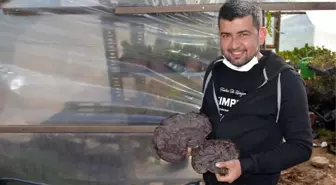 Doğada gezdiği sırada şans eseri 'ölümsüzlük mantarı' buldu