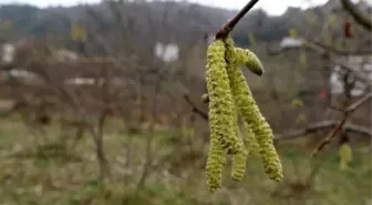 Kışın tomurcuk veren fındıkta 'zirai don' tehlikesi