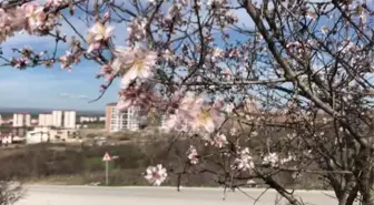 Yalancı bahara aldanan ağaçlar çiçek açtı