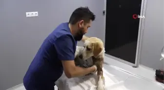 Dakikalarla yarıştılar yaralı köpeği hayatta tuttular