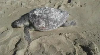 Son dakika haberi: Saros Körfezi'nde fırtına sonrası kıyıya ölü caretta caretta vurdu