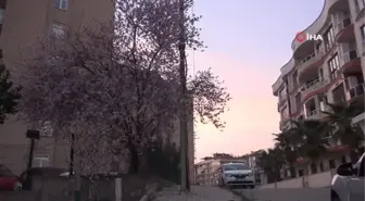 Sinop'ta meyve ağaçları kış ortasında çiçek açtı