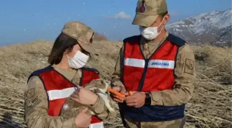 Hazar Gölü adacığındaki tavşanları jandarma besliyor