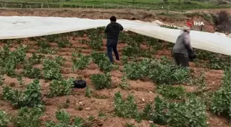 Bakla ve bezelye üreticilerinden don tehlikesine karşı elyaf örtülü önlem