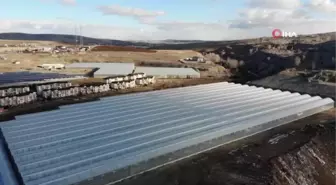Bozkırda donduran soğuklarda domates yetişiyor