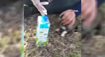 Eldiveni biberon yaptı, açlıktan ölmek üzere olan yavru köpeği kurtardı