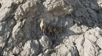 Tecer Dağı'nda sayıları bine çıkan dağ keçileri dronla görüntülendi