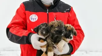 11 yavru köpek donmaktan kurtarıldı