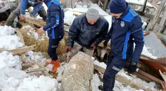 Kar nedeniyle damı çöken ahırda göçük altında kalan koyunları zabıta kurtardı