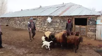 Karlıova'da 95 kuzunun yanlış ilaç nedeniyle telef olduğu iddiası