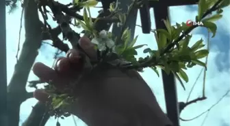 Kış ortasında çiçek açtı, çiftçiler tedirgin